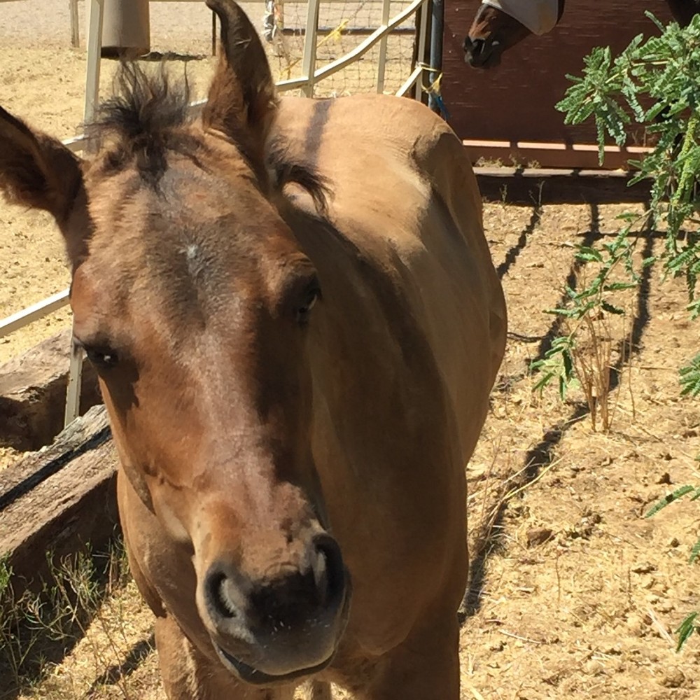 Meet your Posher, Cynthia